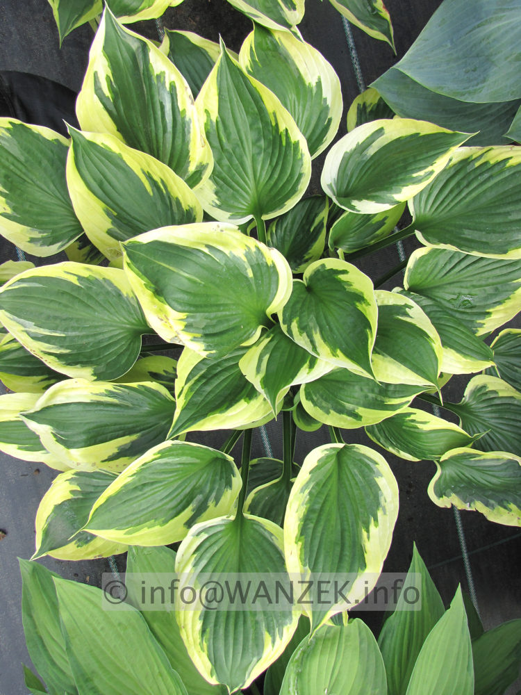 Hosta Hybride Twilight 005.JPG